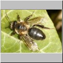 Andrena cf carantonica - Sandbiene m01 12mm.jpg